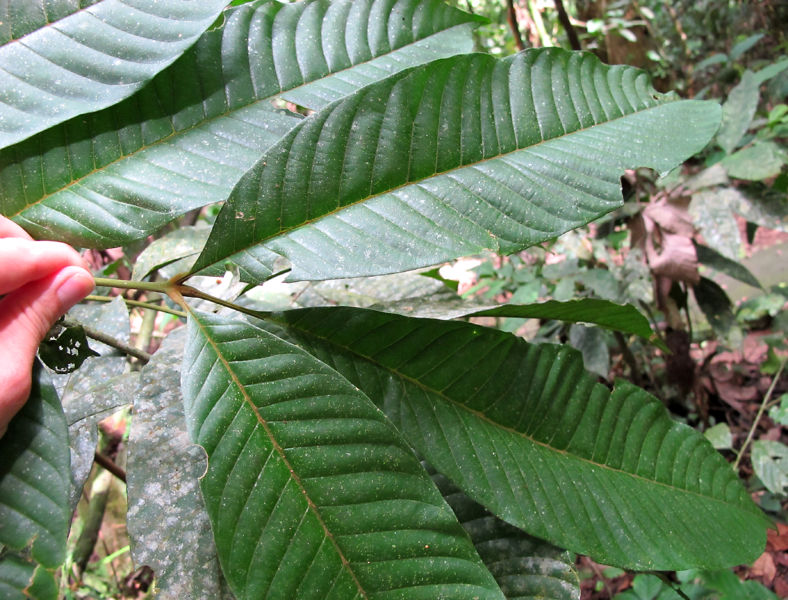 File:Trichilia 2010 1.jpg
