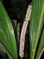 Thumbnail for version as of 20:22, 6 December 2010