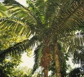 Thumbnail for version as of 18:31, 22 September 2008