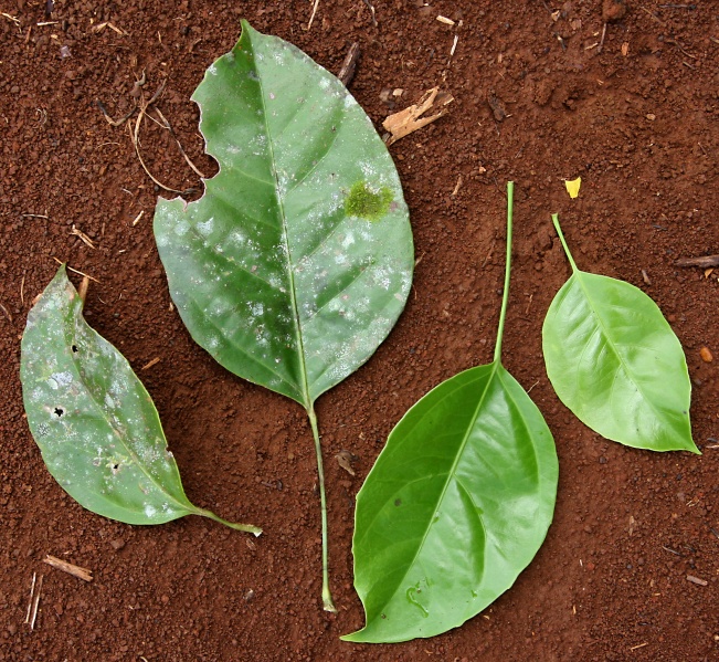 File:IMG 0846b.jpg