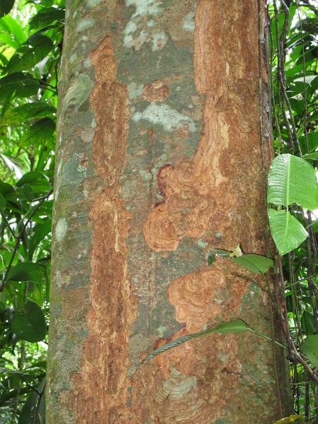 File:Inga alba 2010 2.jpg
