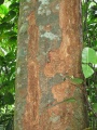 Thumbnail for version as of 19:56, 10 December 2010