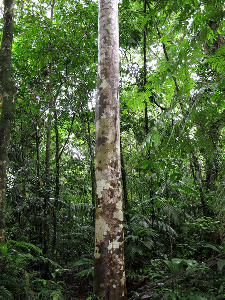 File:Simarouba trunk 2014 1.jpg