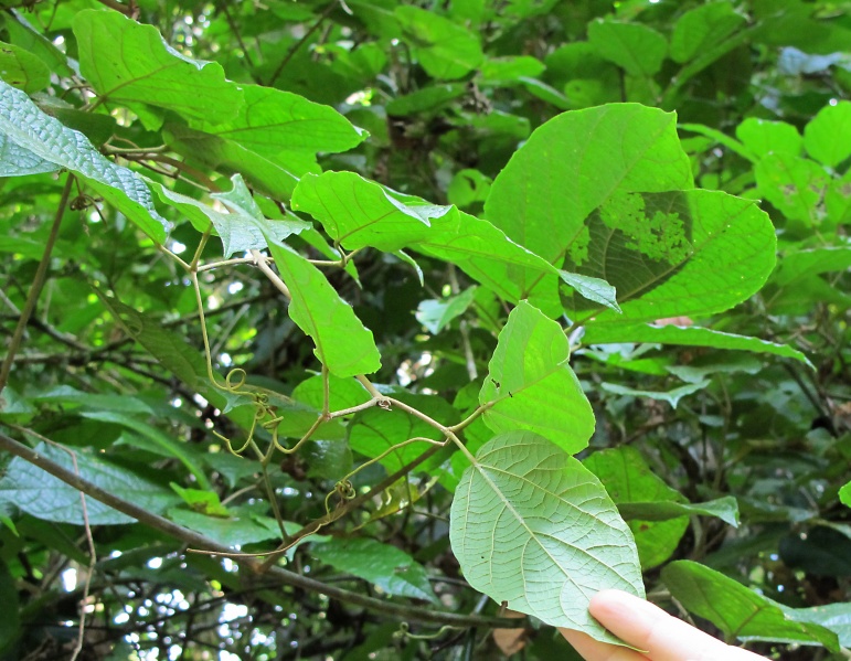 File:Stizophyllum inaequilaterum 2010 2.jpg