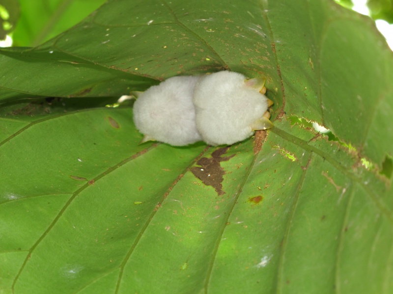 File:Ectophylla alba 2010 1.jpg