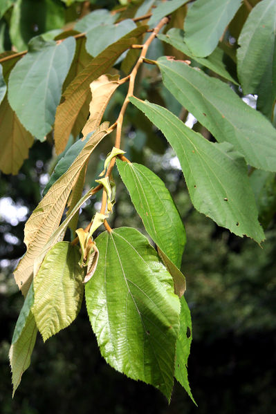 File:Luehea seemannii 2013 09b.jpg