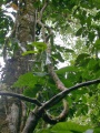 Thumbnail for version as of 14:53, 3 August 2009
