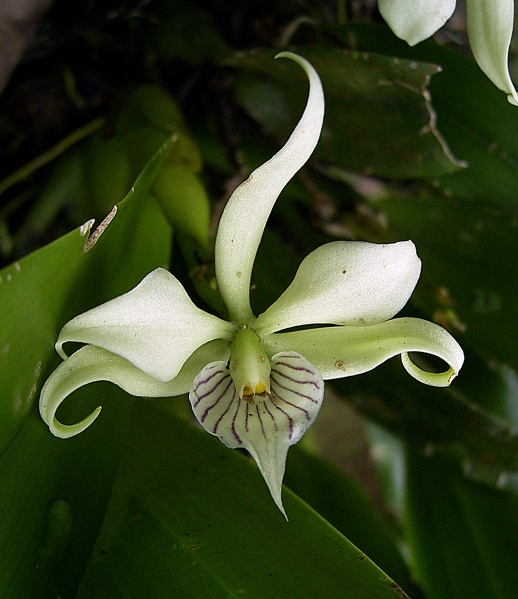 File:Orchid1.jpg