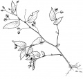 Thumbnail for version as of 15:56, 9 June 2008