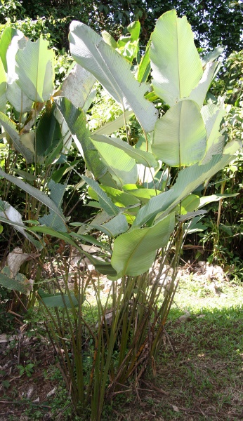 File:Calathea lutea 9.jpg