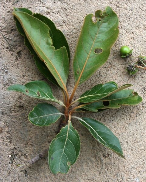 File:IMG 0422b.jpg