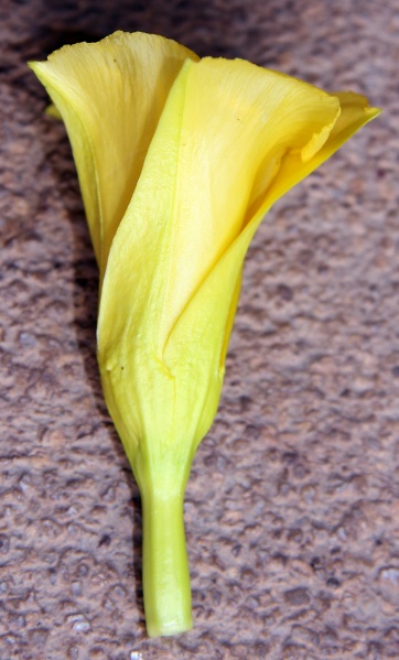 File:IMG 0566b.jpg
