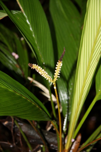 File:IMG 0893b.jpg