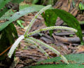 Thumbnail for version as of 18:06, 26 March 2012
