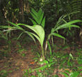 Thumbnail for version as of 19:56, 27 March 2012
