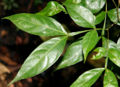 Thumbnail for version as of 18:33, 16 May 2012