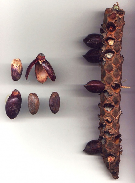 File:Welfia regia fr Vargas 1.jpg