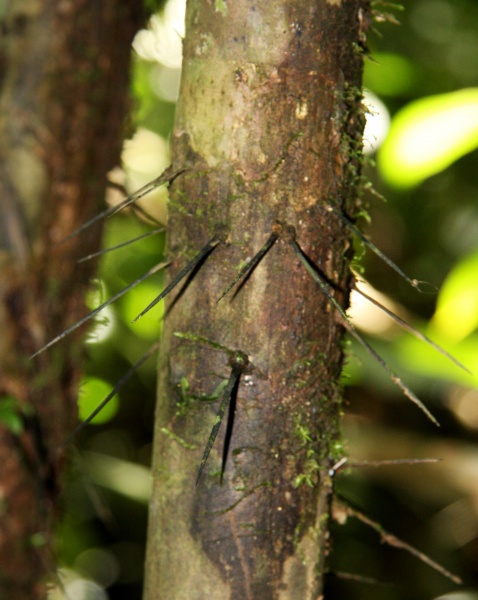 File:Bactris coloradonis 11.jpg