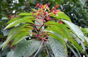 Hamelia 4.jpg