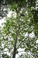 Thumbnail for version as of 13:51, 30 July 2009