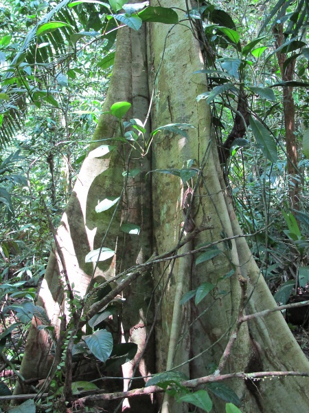 File:Goethalsia trunk 2010 4.jpg