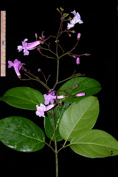 File:Paragonia pyramidata Vargas.jpg
