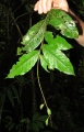 Thumbnail for version as of 21:08, 8 December 2010