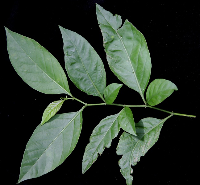 File:IMG 0441b.jpg
