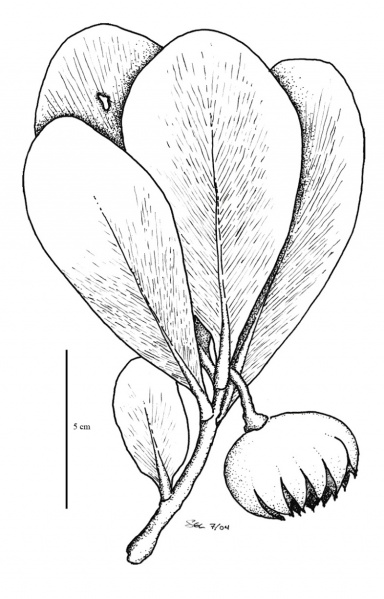 File:Clusiaceae.jpg