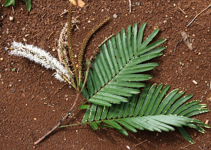 File:IMG 0746b.jpg