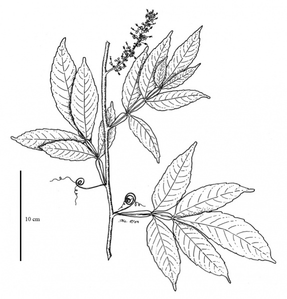 File:Sapindaceae.jpg