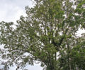 Thumbnail for version as of 18:59, 28 March 2012