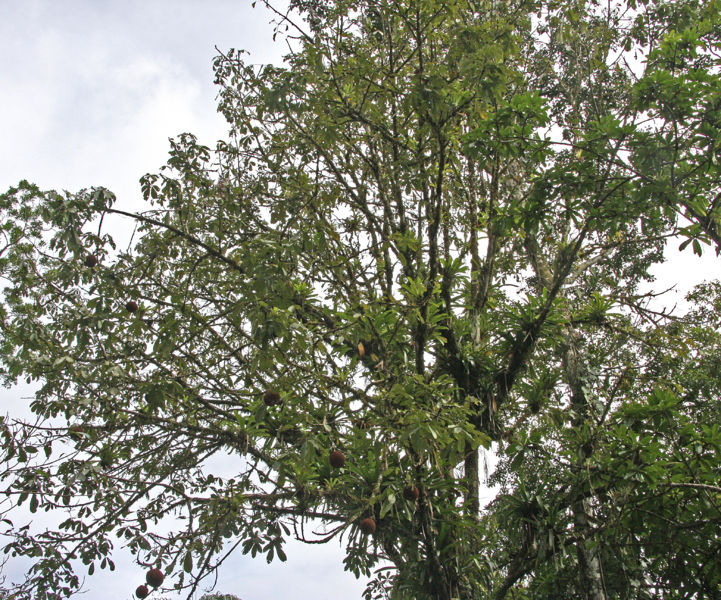 File:Pachira 5 2011.jpg