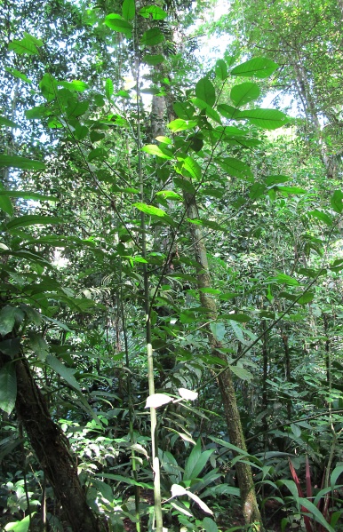 File:Guatteria amplifolia 2010 31.jpg