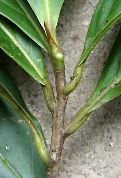File:IMG 0353bb.jpg