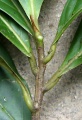 Thumbnail for version as of 18:56, 22 September 2008