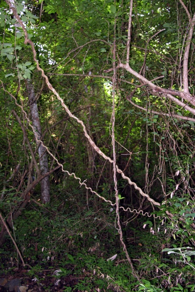 File:IMG 0680b.jpg