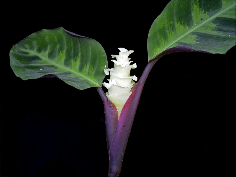 File:Calathea warscewiczii.jpg