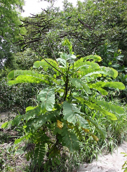 File:IMG 0628b.jpg