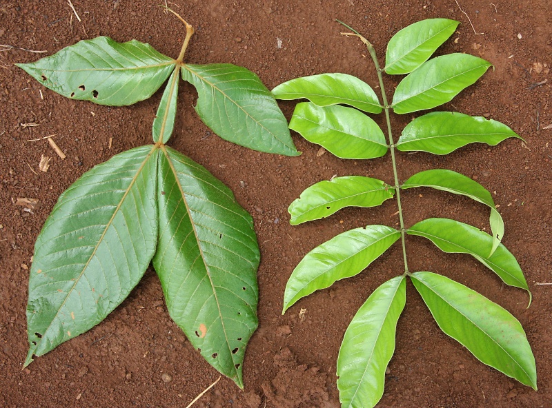 File:IMG 0841b.jpg