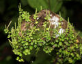 Thumbnail for version as of 18:13, 14 May 2012