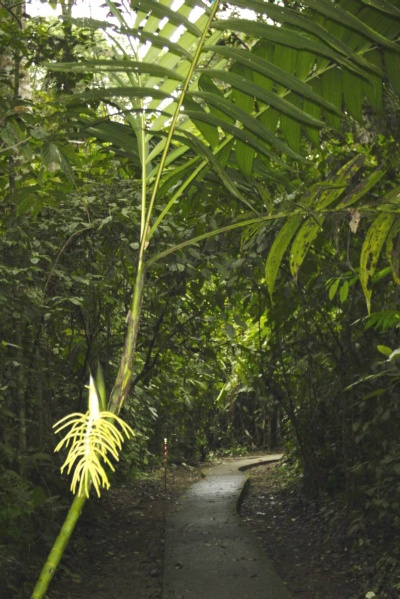File:Chamaedorea tepejilote Vargas 1.jpg