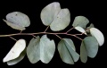 Thumbnail for version as of 18:45, 22 September 2008