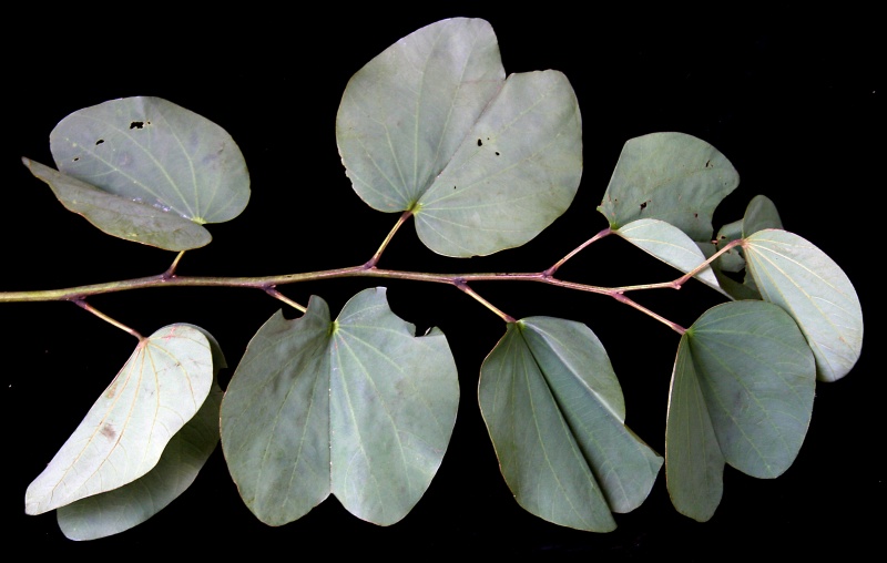 File:IMG 0255b.jpg