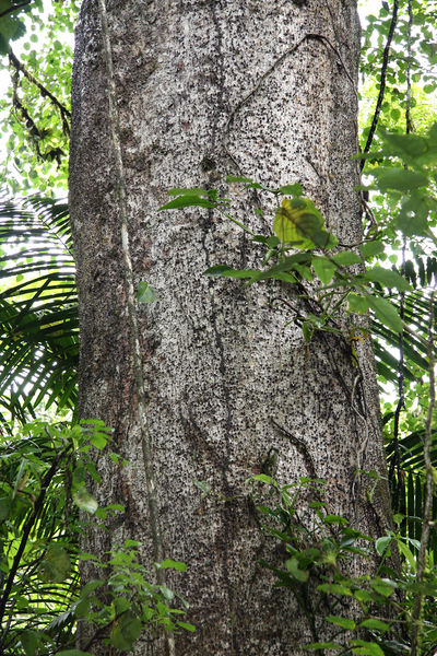 File:Hura trunk 2014 1.jpg