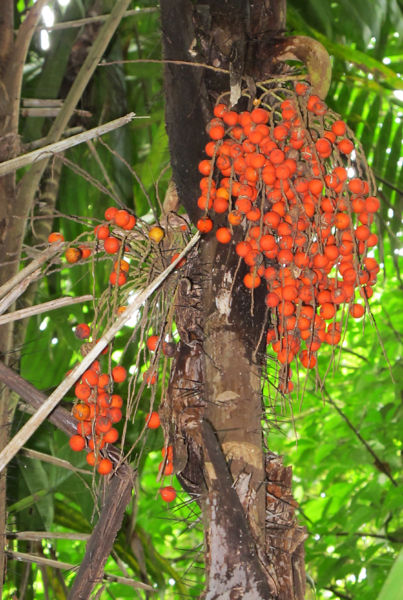 File:Bactris coloradonis 2010 12.jpg