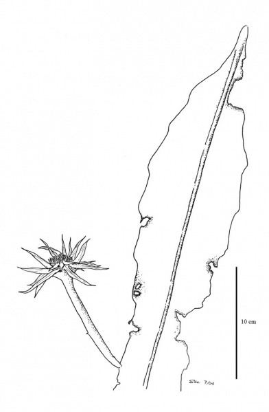File:Cactaceae.jpg