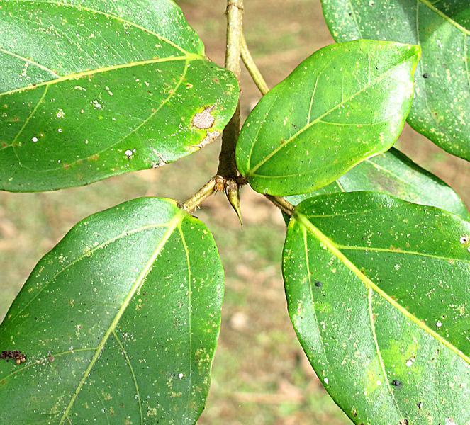 File:Ficus 2013 3.jpg