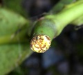 Thumbnail for version as of 18:52, 22 September 2008