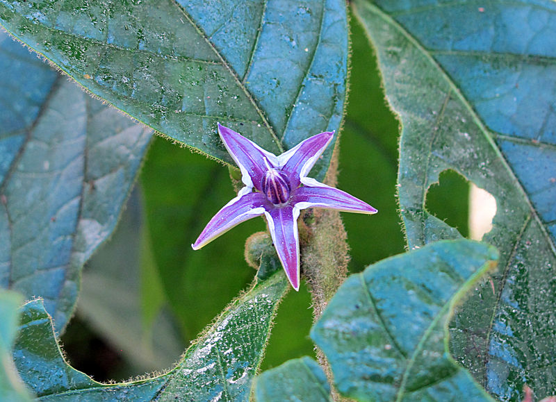 File:Lycianthes sanctaeclarae 2013 2.jpg